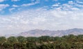 Plantation of Phoenix dactylifera, commonly known asÃÂ dateÃÂ orÃÂ date palm trees in Arava desert, Israel, cultivation of sweet del